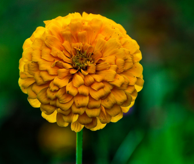 绚烂百日菊，绽放即墨环秀湖