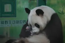 “萌二代”长出了黑眼圈，大熊猫三胞胎升级为“城主”图片
