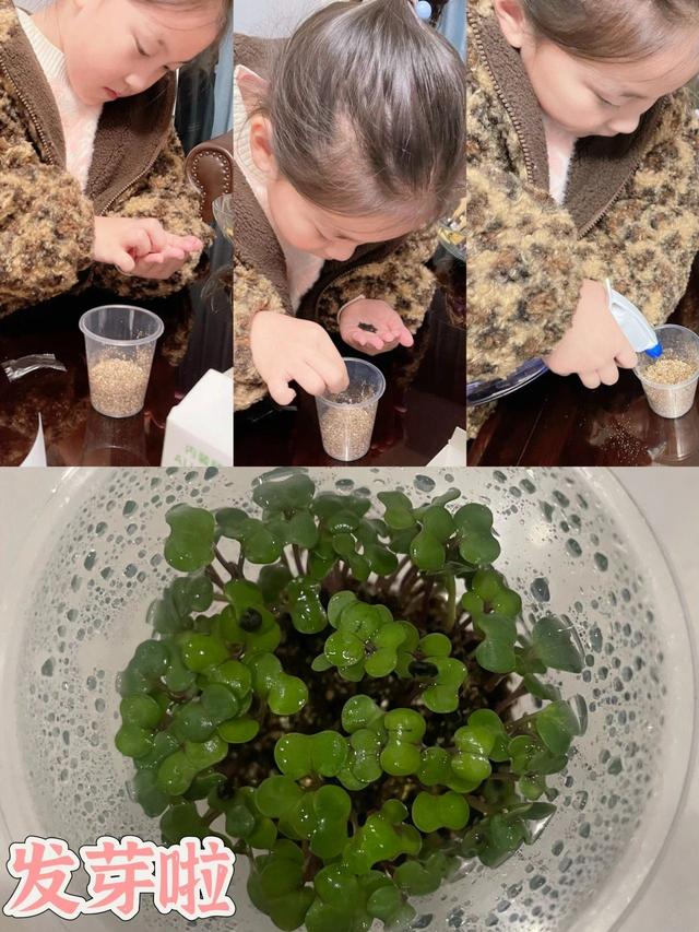 ​植树节 | ​盲盒开出惊喜！植树节校园里仪式感拉满