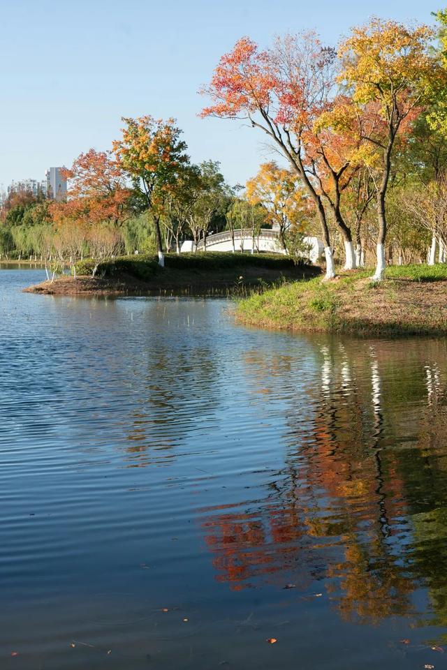 湖光金叶织秋韵