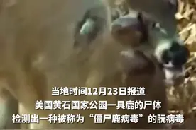 美国黄石国家公园发现僵尸鹿病毒，专家：暂无治疗方法或疫苗 有传染人类的可能图片