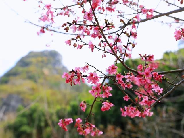腊八至，春已近！七星岩这片桃红樱粉，是春天递来的浪漫预告~