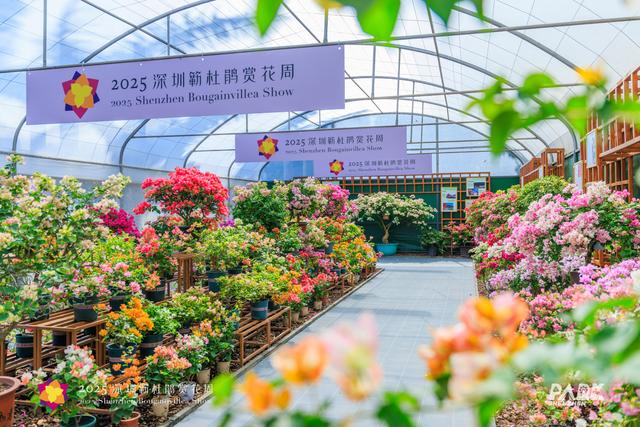 多图直击，2025深圳簕杜鹃赏花周全城绽放