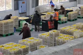 去年26种特色农产品首次出口——探索微改革 天府农品加速出海丨奋力谱写中国式现代化四川新篇章图片