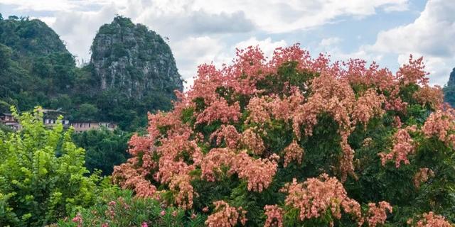 秋分至！桂林即将进入 “颜值巅峰期”，这些家门口的秋日盛景别错过！