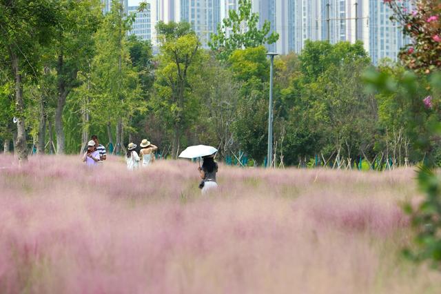 粉黛开了！在成都玉石湿地公园解锁粉色浪漫