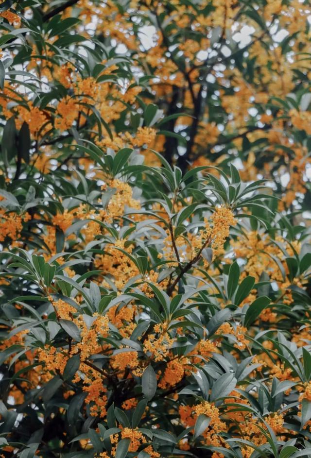 你闻到了吗？台江这些地方好香！