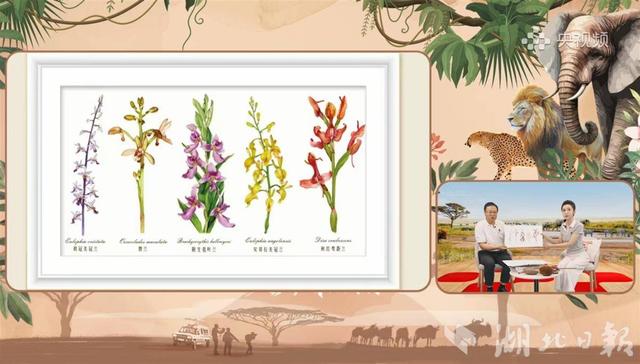 武汉专家参与东非草原年度动物迁徙“大片”