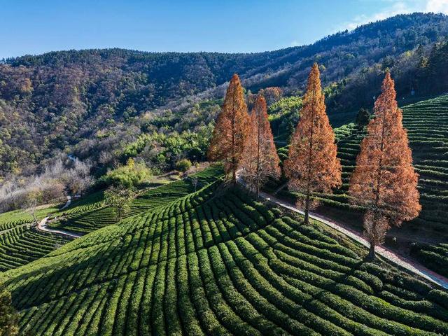 保康：冬日水杉着“红装”