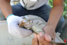 果然视频|“九月吃母，十月吃公”，这时间母蟹最好吃图片