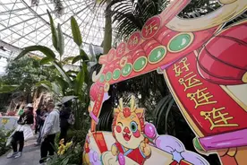 世界花卉大观园新春文化游园会 国内最大的蝴蝶兰“瀑布”盛放迎客图片