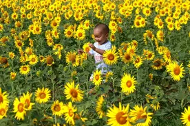 潍坊昌邑：向阳花开引客来图片