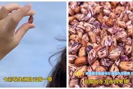 自贸港的年轻人｜在希望的田野上，“90后”博士种下七彩花生图片