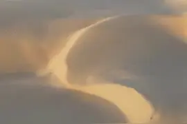 狼尾草试种成功 塔克拉玛干沙漠“沙变土”有了新招图片