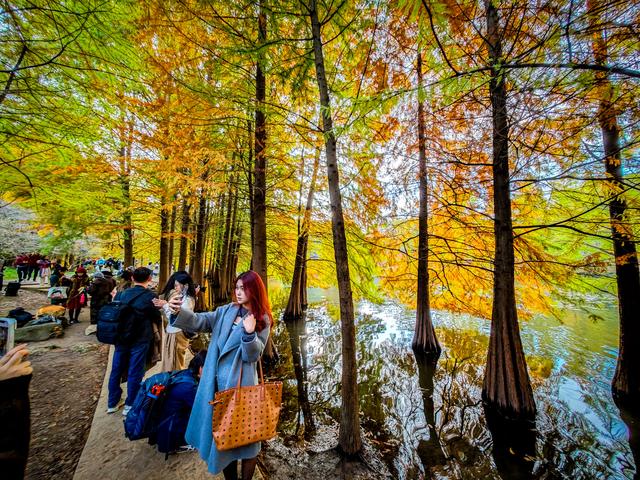 红黄渐变映湖光 燕雀湖落羽杉太美！