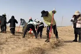 “请到民勤种棵树”：生态觉醒与绿色传承的生动画卷图片