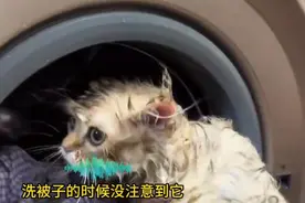 猫在洗衣机里洗了5分钟才被发现：瑟瑟发抖蜷缩在角落图片