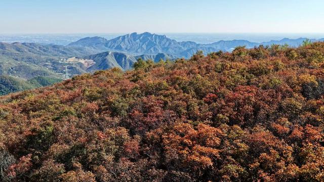 漫山红叶盛如火！这座山还可以远眺北京城