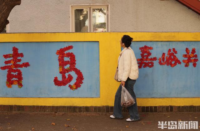 八大关红枫进入最后观赏期