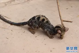 “国保”小灵猫落难获救助图片