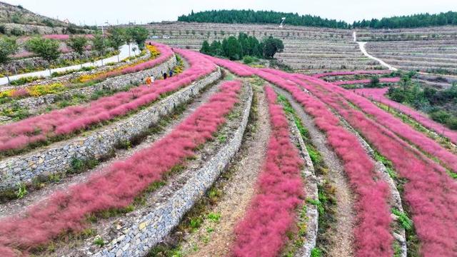 四季流转 多彩枣庄 | 云霞落梯田 粉黛乱子草织就山间浪漫