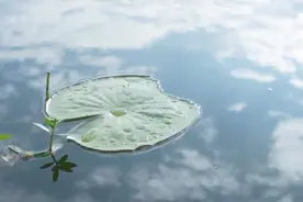 天热没食欲？3款清补食谱学起来~图片
