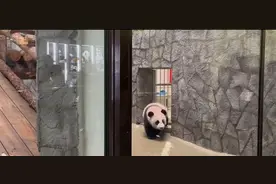 俄媒：在俄出生的大熊猫幼崽“喀秋莎”首次与游客见面图片
