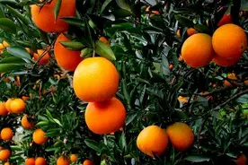 吃了几个橙子，七旬大爷患上高钾血症 医生提醒：这类人群不宜多吃→图片