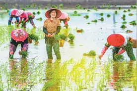 谷雨：雨生百谷，万物逢时（二十四节气里的中医养生之道）图片