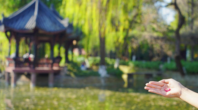 新都桂湖今冬第一株红梅开放