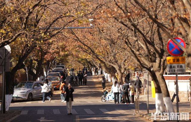 八大关枫叶抓紧看