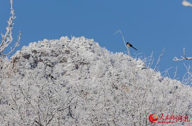 大寒雪霁太行美 百里画廊诗意浓