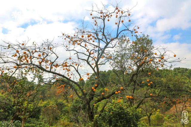 柿子挂满枝头！浙江古村的秋日盛宴，看完就想出发