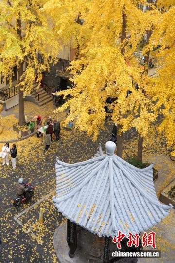 浙江杭州银杏金黄美如画 吸引市民游客打卡