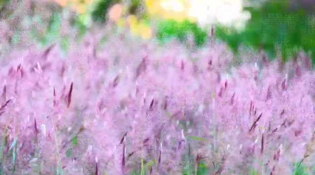 火了！玉林这片粉紫色的山坡，吸引不少人打卡