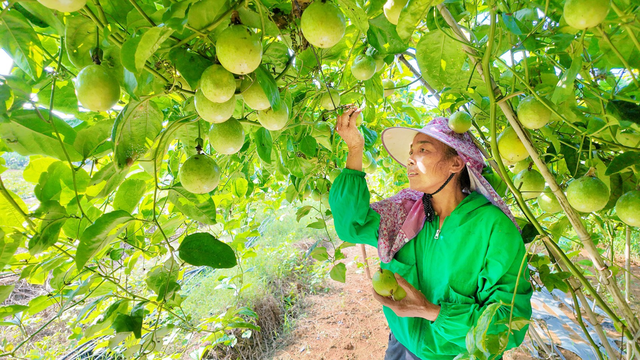 南宁冬季水果采摘全攻略 | 东北老铁、西北家人，告别猫冬！来南宁实现“水果自由”