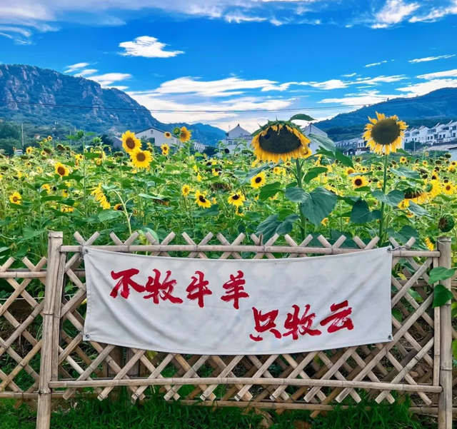 五莲又出圈啦！2025山东“超出彩”宝藏小城！