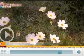 打卡秋日美景！在荆州邂逅浪漫波斯菊花海！明年还有……图片