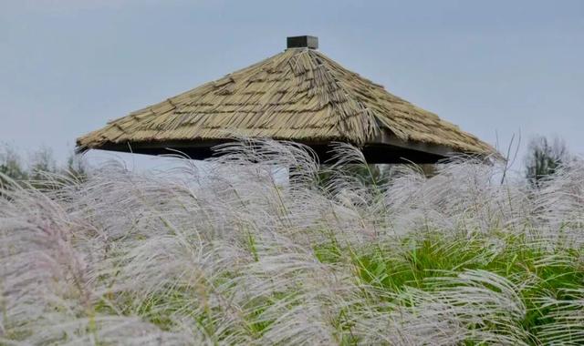 山东秋天的限定「色卡」，你集齐了吗？