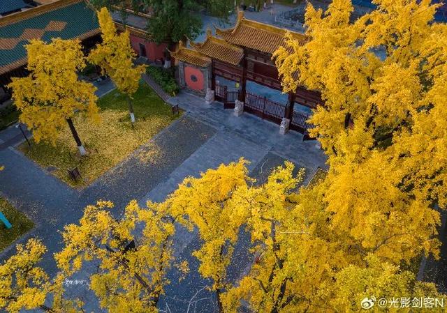 “西红柿炒蛋树”排队？快来秦淮开启“金黄时刻”！