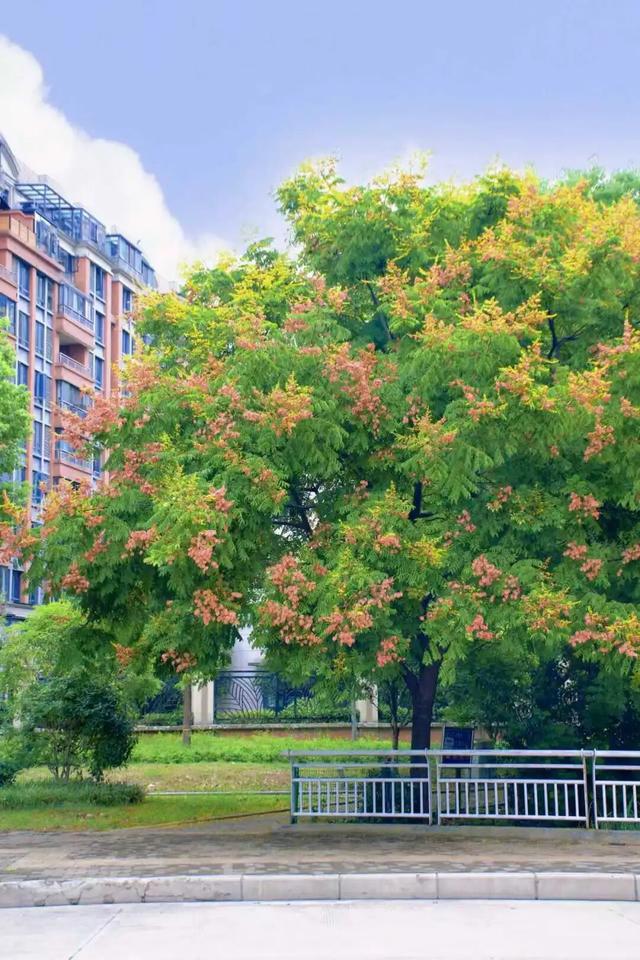 栾树花开，这些地铁口是绝美机位！