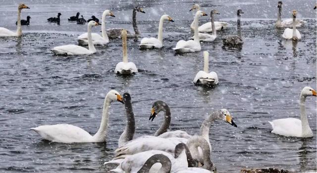 初雪染南海 高铁赴雪约