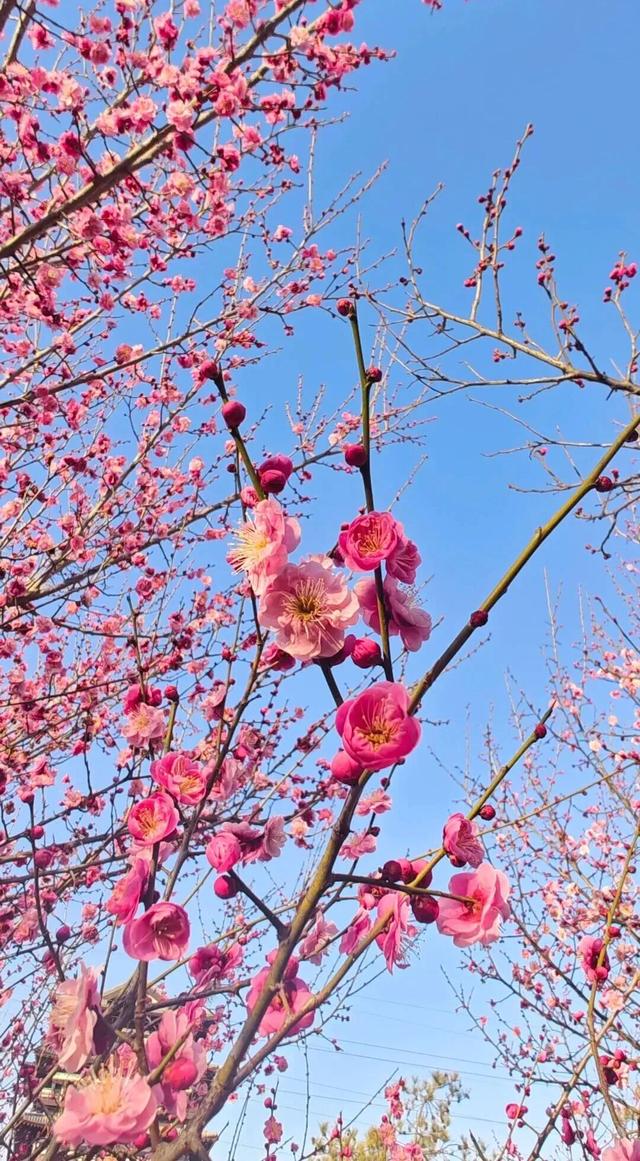 快乐“梅”烦恼！河南赏梅地图来啦！