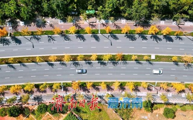 一年四季 泉在济南丨白露过后最美“叶”色上线，秋日新泺大街镶“金边”