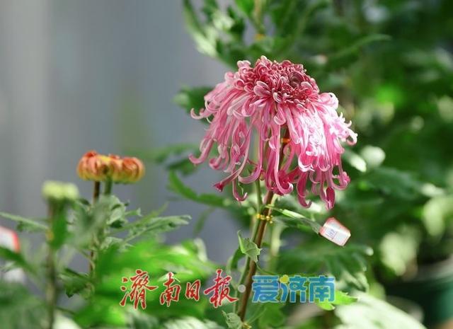 一年四季 泉在济南丨泉水与菊香为伴！趵突泉菊展静待绽放