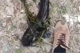 大连一水库惊现成群“超大怪鱼”，最长近一米！专家：系外来物种图片