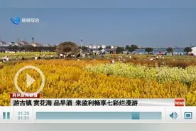游古镇、赏花海、品早酒……来监利畅享七彩烂漫游图片
