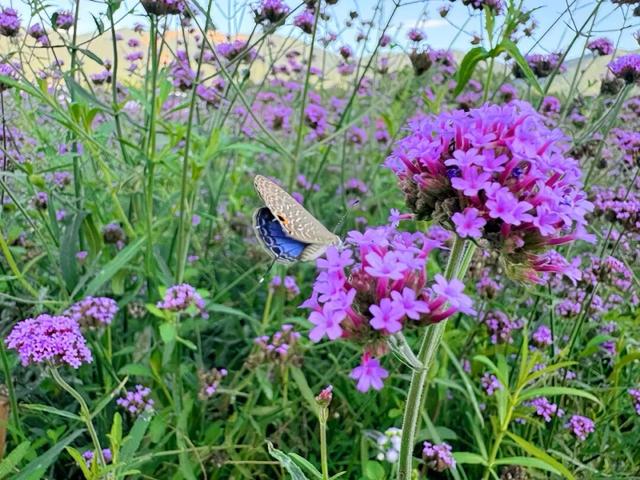 漳州也有“普罗旺斯”花海了！