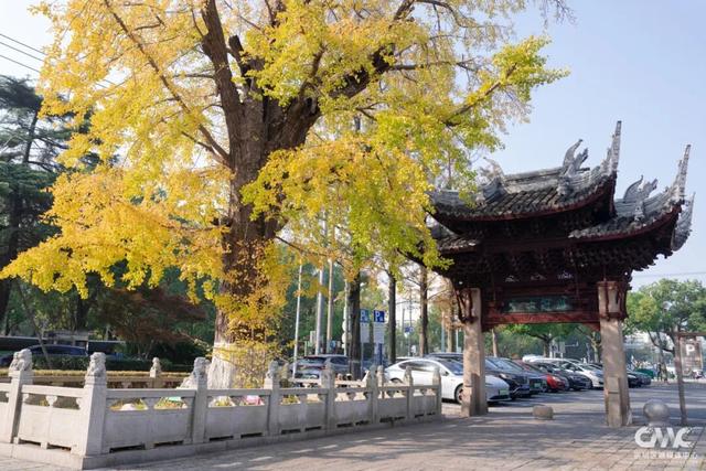 最近大家都在赴这场美丽之约