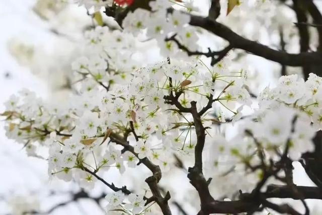 六安春季赏花地图发布！